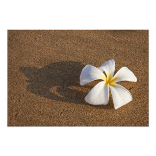 Impression Photo Plumeria sur plage de sable, Maui, Hawaii, États-U