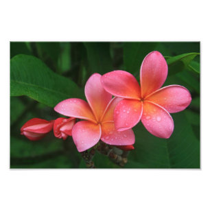 Impression Photo Plumeria tropicale de Pua Melia