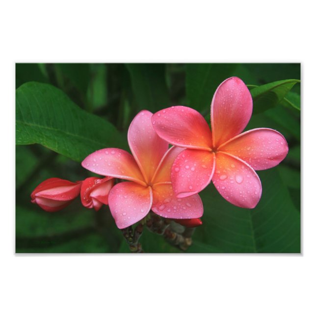 Impression Photo Plumeria tropicale de Pua Melia (Devant)