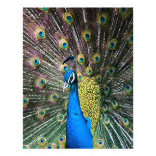 Impression Photo Plumes d'oiseaux paons bleu indien