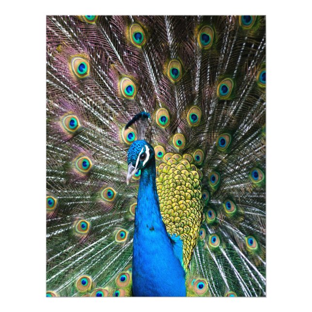 Impression Photo Plumes d'oiseaux paons bleu indien (Devant)