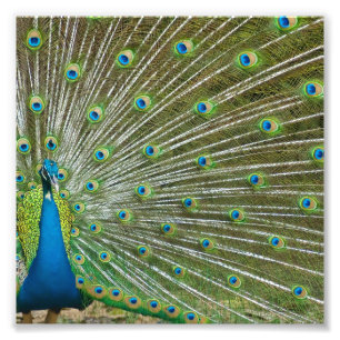 Impression Photo Plumes fières de paon