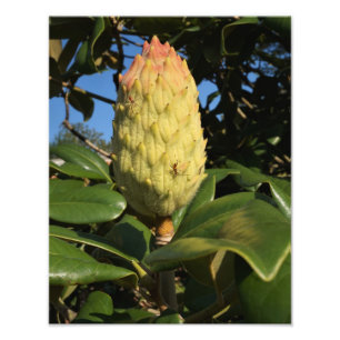 Impression Photo Pod à graines Magnolia 11 po x 14 po
