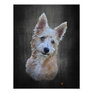 Impression Photo Podengo Pequeno