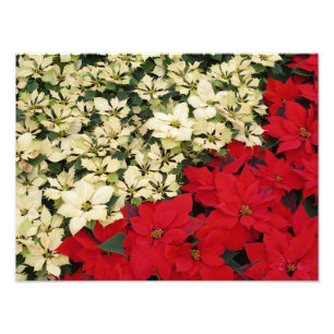 Impression Photo Poinsettias blanches et rouges I Holiday Floral