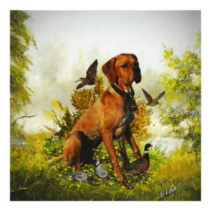 Impression Photo Pointeur anglais, chasse aux oiseaux