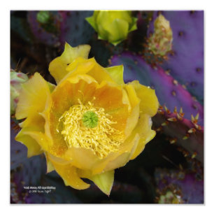 Impression Photo Poire pourpre opuntie cactus fleurs jaunes