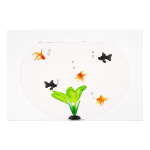 Impression Photo Poisson