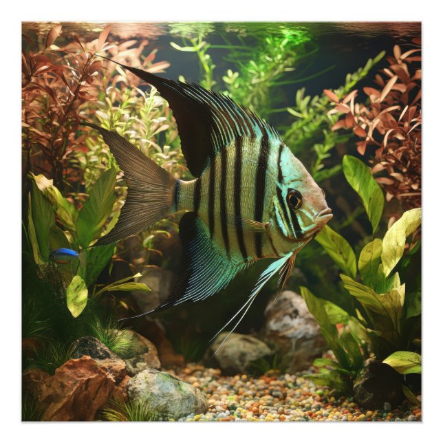 Impression Photo Poisson-ange altum rayé (Devant)