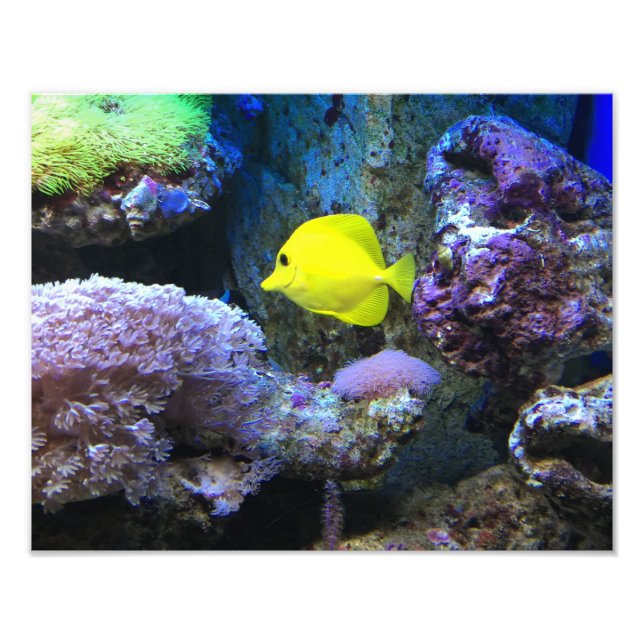 Impression Photo Poisson-ange jaune (Devant)