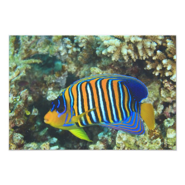 Impression Photo Poisson-ange royal juvénile Pygoplites (Devant)