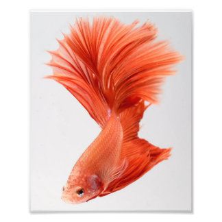 Impression Photo Poisson Betta demi-lune orange