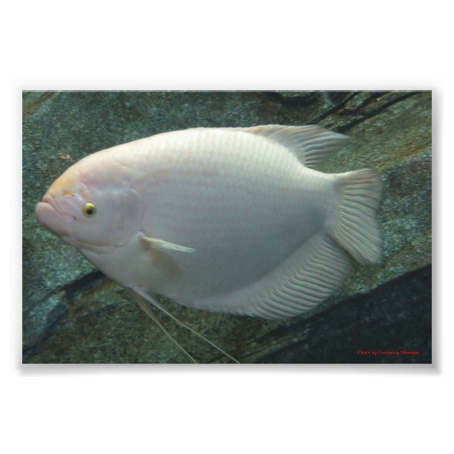 Impression Photo Poisson blanc (Devant)
