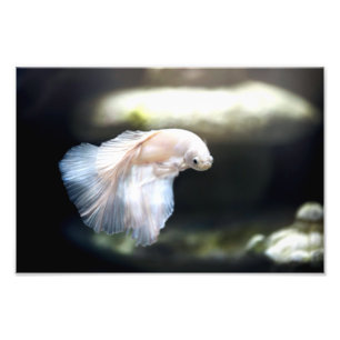 Impression Photo Poisson blanc siamois combattant