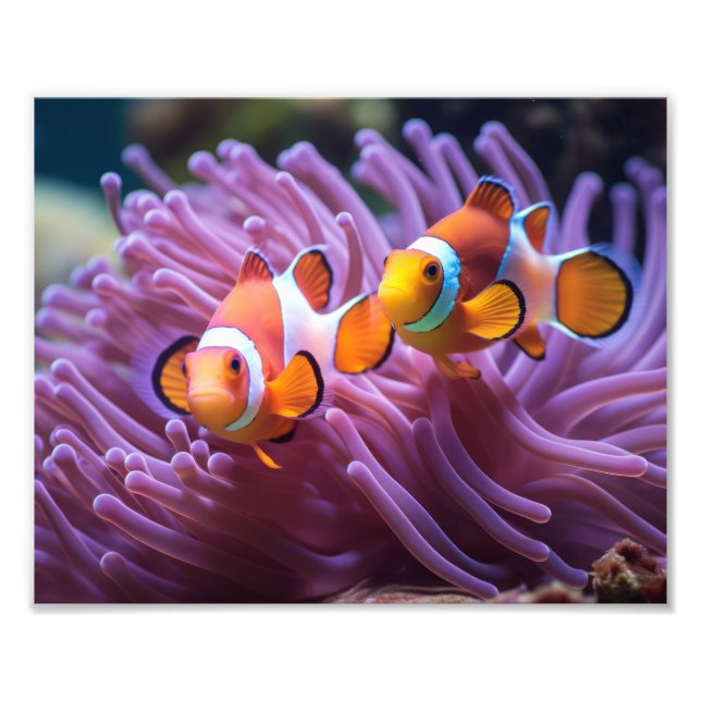Impression photo Poisson Clown (Devant)