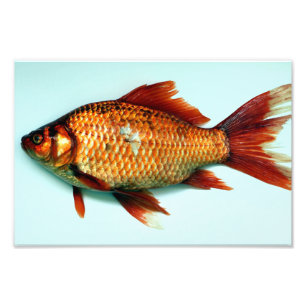 Impression Photo Poisson d'or géant