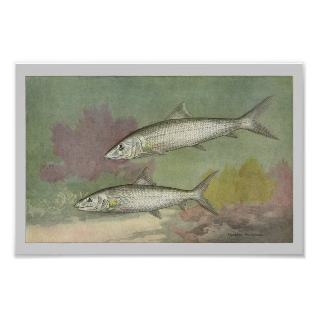 Impression Photo Poisson d'os imprimé Vintage (Devant)