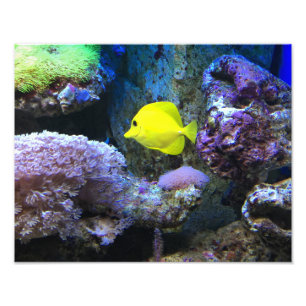 Impression Photo Poisson jaune
