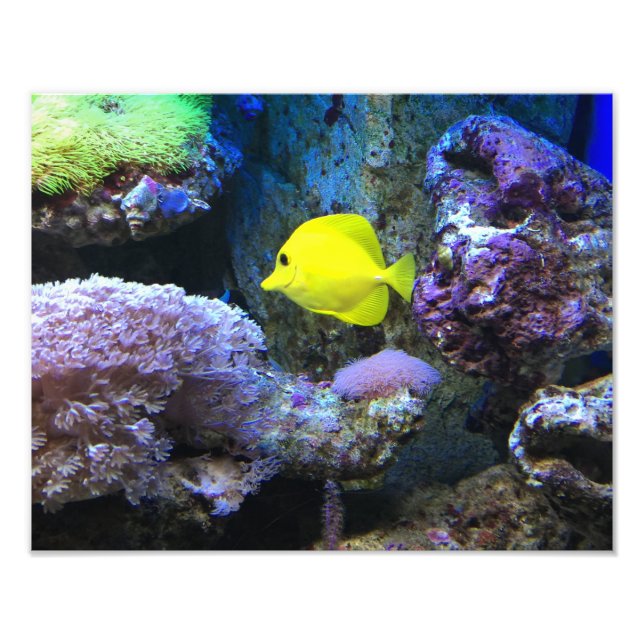 Impression Photo Poisson jaune (Devant)