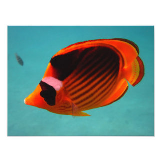 Impression Photo Poisson papillon