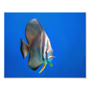 Impression Photo Poissons bleus de batte