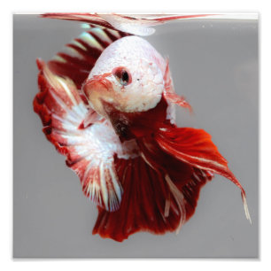 Impression Photo Poissons de Betta