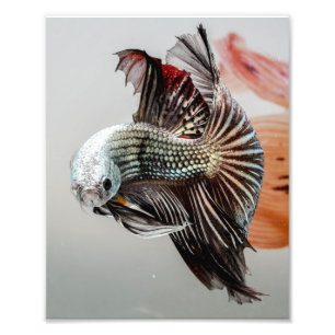 Impression Photo Poissons de Betta