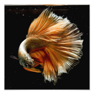 Impression Photo Poissons de Betta de demi-lune