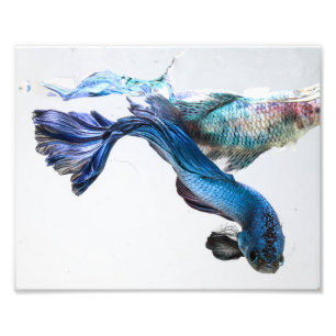 Impression Photo Poissons de Betta d'éclaboussure de Splish