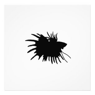 Impression Photo Poissons de combat siamois d'amour de silhouette