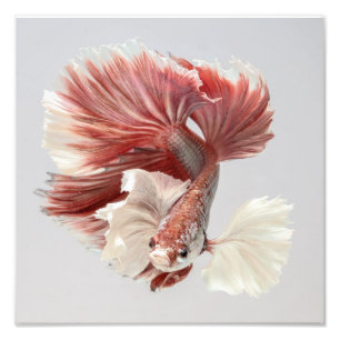 Impression Photo Poissons roses 2 de Betta de demi-lune d'abruti