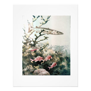 Impression Photo Poissons vintages de Barracuda et de Reef
