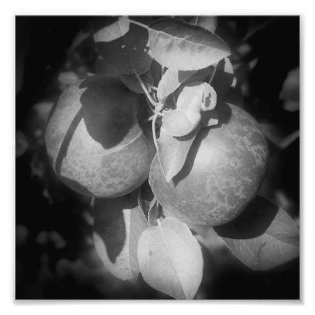 Impression Photo Pommes McIntosh Sur Arbre En Noir Et Blanc 8x8 (Devant)