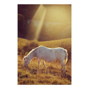 Impression Photo Poney en pâture
