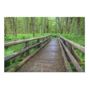 Impression Photo pont en bois du sentier Maple Glade, fougères et
