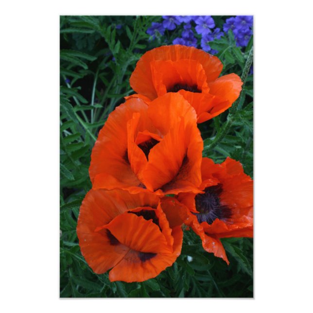Impression Photo Poppies (Devant)