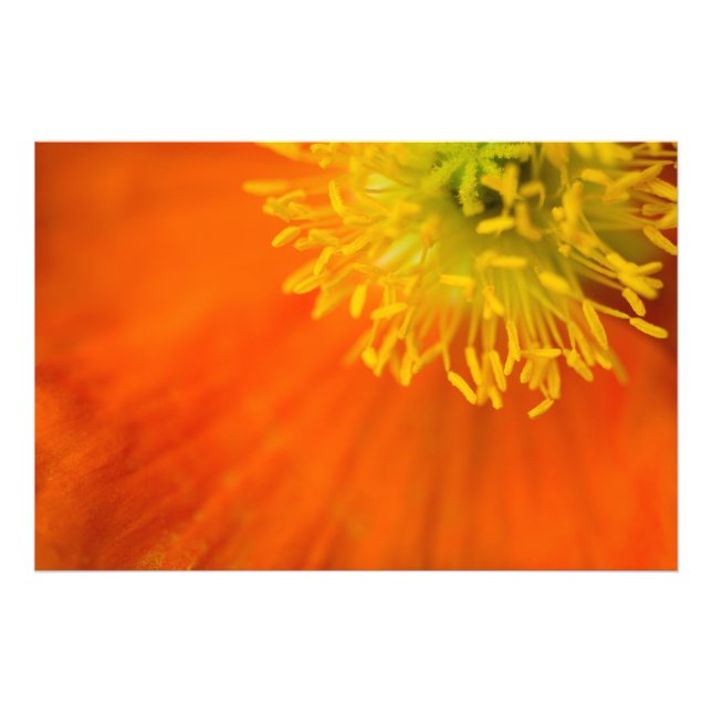 Impression Photo Poppy islandais (Devant)