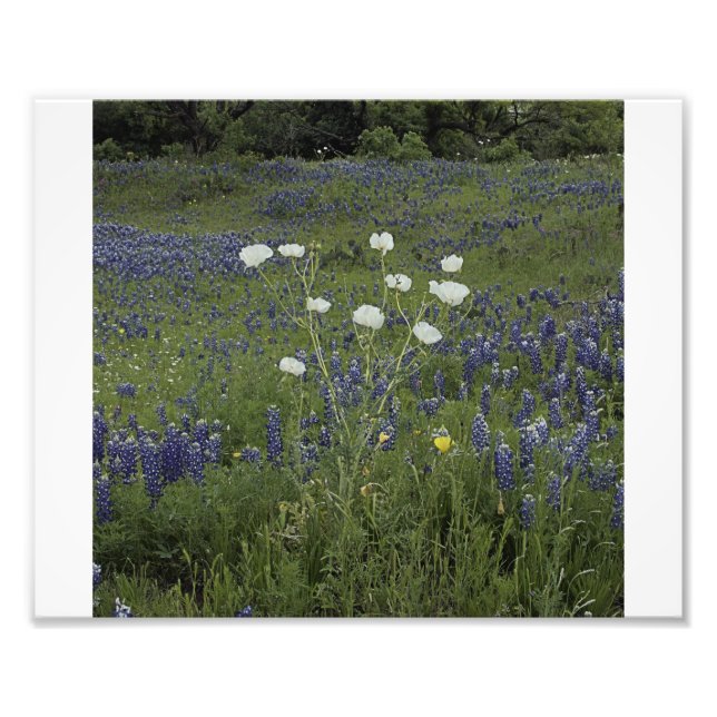 Impression Photo Poppys de prickly blanc (Devant)