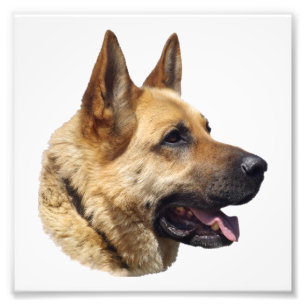 Impression Photo Portrait d'Alsatian German shepherd