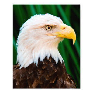Impression Photo Portrait de Bald Eagle