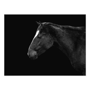 Impression Photo Portrait de cheval