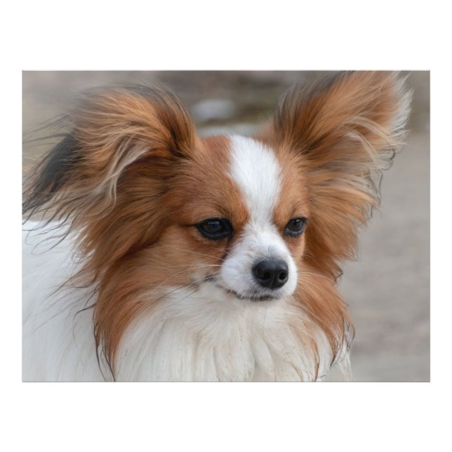 Impression Photo Portrait de chien Papillon (Devant)