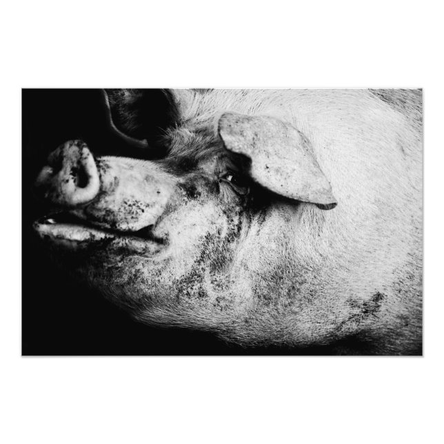 Impression Photo portrait de cochon (Devant)