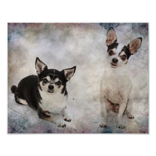 Impression Photo Portrait de deux chihuahua (Devant)