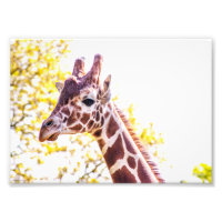 Portrait de Giraffe