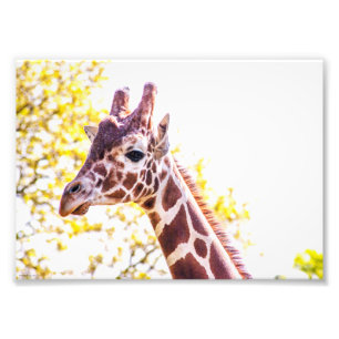 Impression Photo Portrait de Giraffe