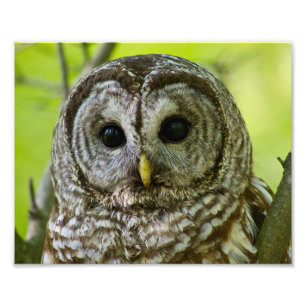 Impression Photo Portrait de hibou barré