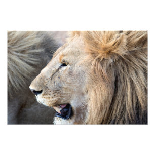 Impression Photo Portrait de Lion