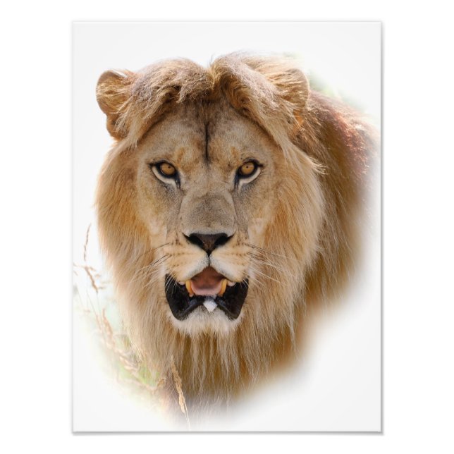Impression Photo Portrait de lion (Devant)