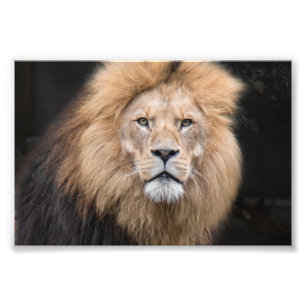 Impression Photo Portrait de plan rapproché d'un lion masculin